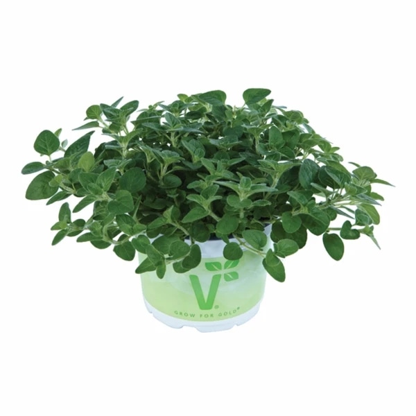 Volmary Kroglasti timijan 'Fredo' v lončku Ø 12 cm - Akcija v trgovini Bauhaus