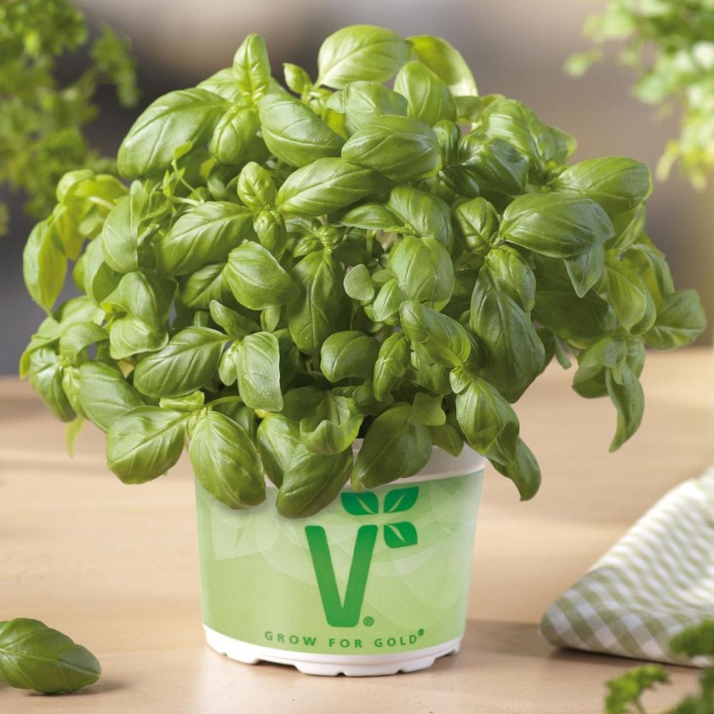 Bazilika 'Baristo' Ø 12 cm