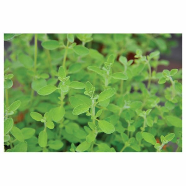 Majaron 'Venezia' Ø 12 cm