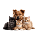 Kategorija - Hišni ljubljenčki