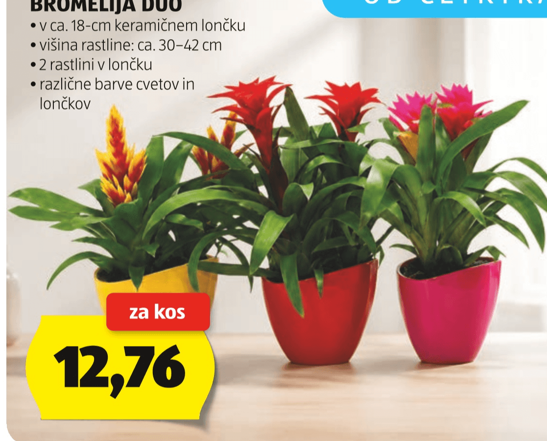 Bromelija duo Akcija u trgovini Hofer