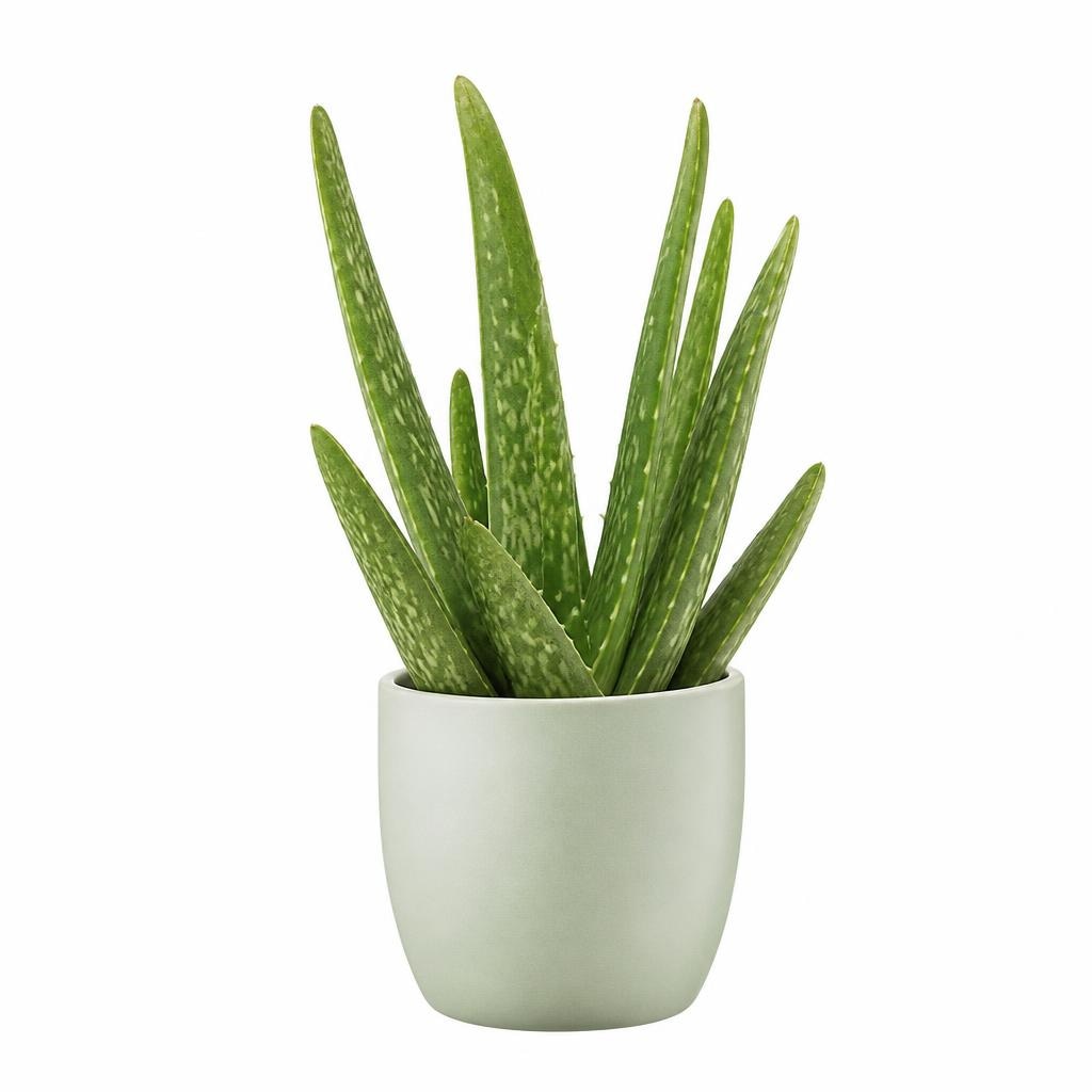 Aloe vera Akcija u trgovini Hofer