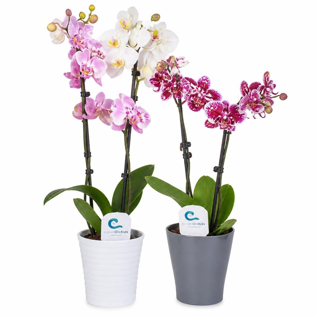 Ocean Orchids 2-stebelna orhideja Akcija u trgovini Spar