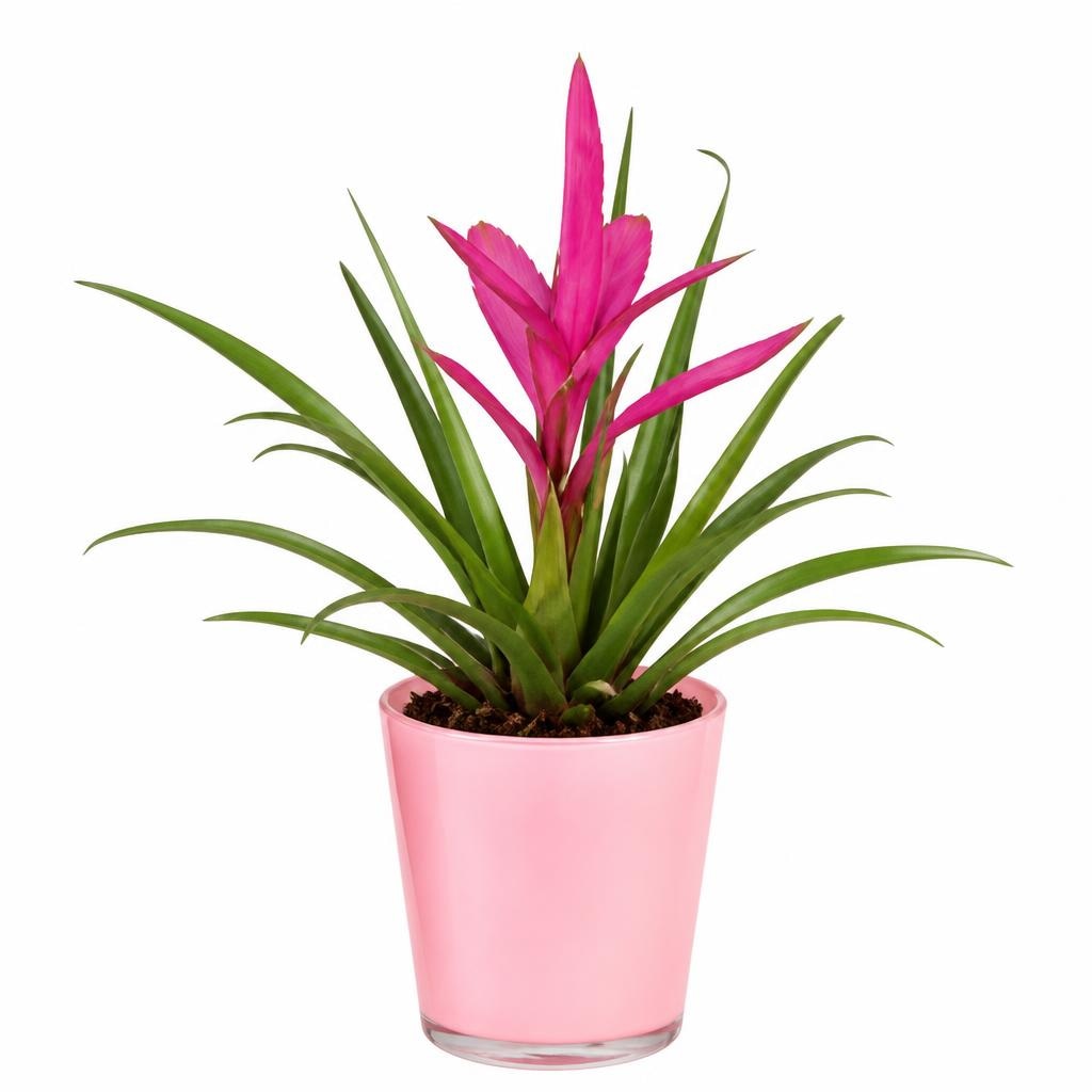 Bromelija Akcija u trgovini Hofer